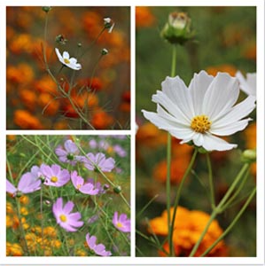 盛开在阳光下的格桑花 